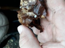2018.10.05 - Biologia - Warsztaty terenowe