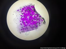 2019.02.16 - 1C - UWM - Olsztyn - Zajęcia - biologia
